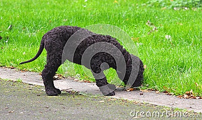 Irish Water Spaniel Puppy Stock Photo