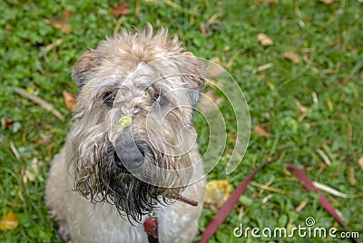 Irish wheat soft-coated Terrier sitting on the green lawn and looks at the camera Stock Photo