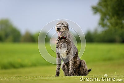 Irish Wolfhound dog Stock Photo