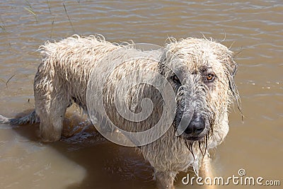 Irish Wolfhound dog playing in standing flood waters in Houston, TX Stock Photo