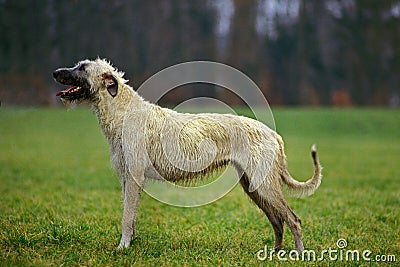 Irish Wolfhound, Dog standing on Grass Stock Photo