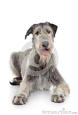 Irish Wolfhound dog on white background Stock Photo