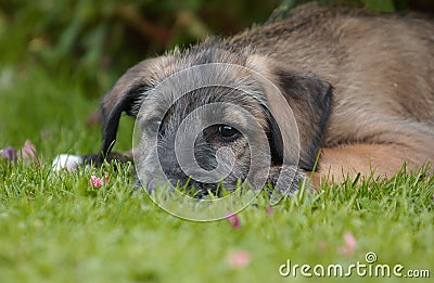 Irish Wolfhound Puppy Stock Photo