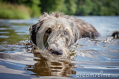 Irish Wolfhound Stock Photo