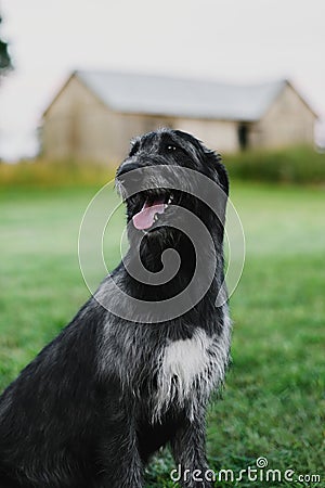 Irish Wolfhound sitting in the meadow Stock Photo