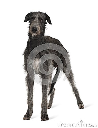 Irish Wolfhound, standing in front of white background Stock Photo