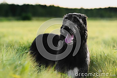 Irish Wolfhound standing in wheat field at sunset Stock Photo