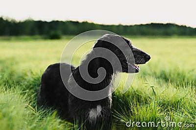 Irish Wolfhound standing in wheat field at sunset Stock Photo