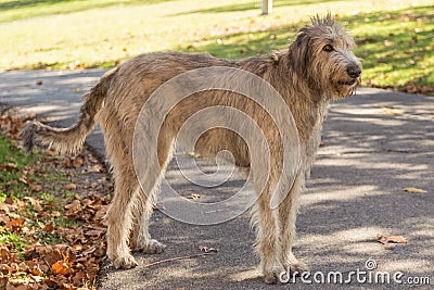 Irish Wolfhound Stock Photo