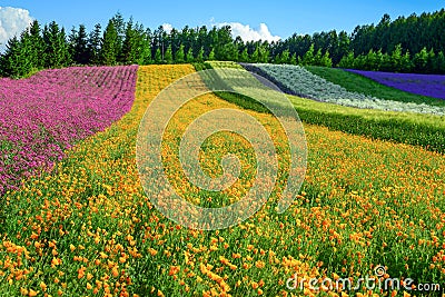 Irodori field, Tomita farm, Furano, Japan. Stock Photo