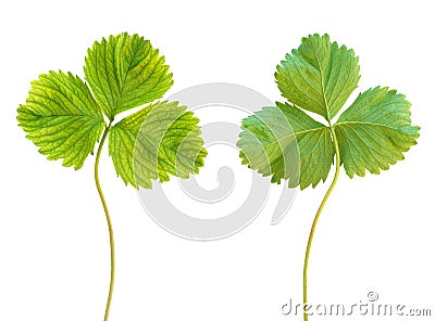 Iron deficiency in strawberry plant, chlorosis Stock Photo