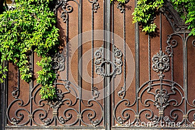Iron forged gate with rust green leafy plant. Stock Photo
