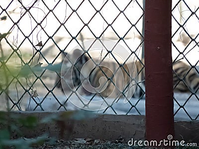 Iron Mesh Fencing of a Zoo in Focus and tiger in background Stock Photo