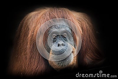 Irony and skepticism. Face a smart orangutan isolated on black background Stock Photo