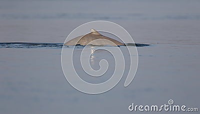 Irrawaddy dolphin, Orcaella brevirostris Stock Photo