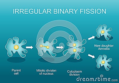 Irregular binary fission in amoeba. Asexual reproduction Vector Illustration