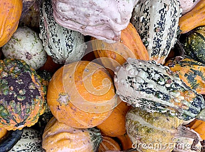 The orange colours of autumn in a pumpkin patch Stock Photo