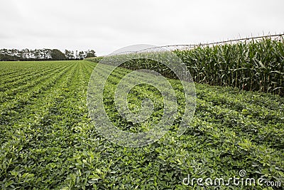 Irrigated Corn and Legume crops Stock Photo