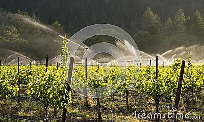 Irrigation of grape vineyard, California. Stock Photo