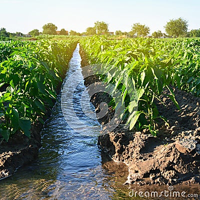 Irrigation of peppers in the field. Growing organic vegetables. Traditional natural watering. Eco-friendly products. Agriculture Stock Photo