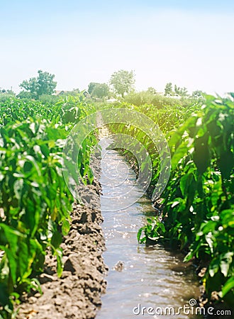 Irrigation of peppers in the field. Traditional natural watering. Eco-friendly products. Agriculture and farmland. Crops. Ukraine Stock Photo