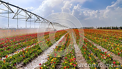 An irrigation pivot watering a tulip field Stock Photo