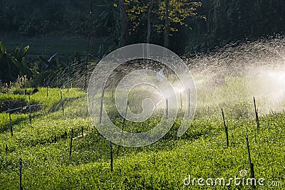 Irrigation rice fields Stock Photo