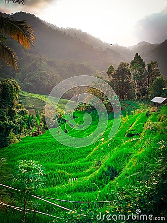 Irrigation of rice fields and mountains Stock Photo