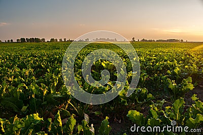 Irrigation of sugar beet agricultural field Stock Photo