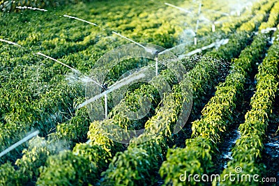 Irrigation system in function Stock Photo