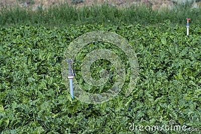 Irrigation system on the sugar beet field Stock Photo