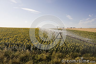 Irrigation system on sunflower field Stock Photo