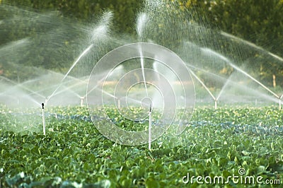 Irrigation systems in a vegetable garden Stock Photo