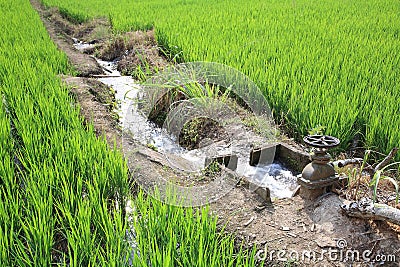 Irrigation water to rice field Stock Photo