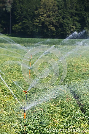 Irrigational system on extensive potato field Stock Photo