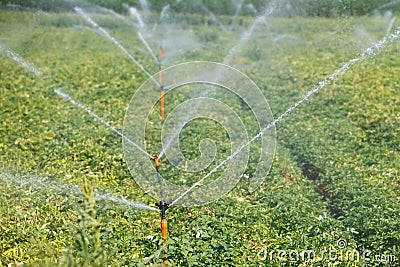 Irrigational system on extensive potato field Stock Photo