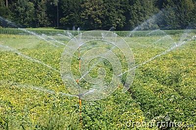 Irrigational system on extensive potato field Stock Photo