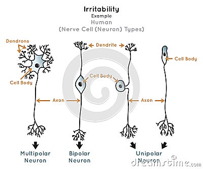 Irritability in Human Infographic Diagram nerve cell types Vector Illustration