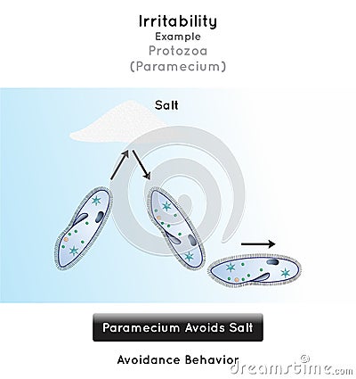 Irritability in Protozoa Infographic Diagram example paramecium avoidance behavior Vector Illustration