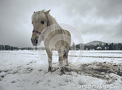Isabella horse enjoy first snow on field Stock Photo