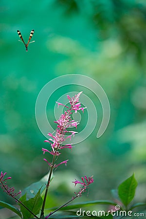 Isabella Long-wing Tiger Butterfly Stock Photo