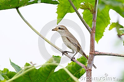 Isabelline shrike Stock Photo