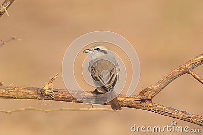 Isabelline Shrike perched Stock Photo