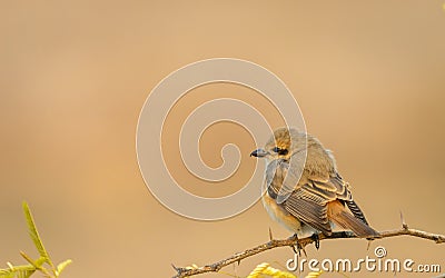 Isabelline Shrike sitting on a thorn bush Stock Photo