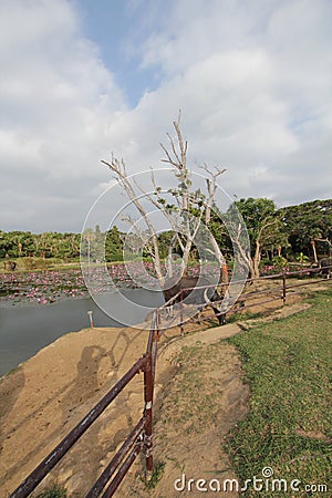 Sky, tree, plant, cloud, water, wood, branch, bank, landscape, grass, coast, river, arecales Editorial Stock Photo