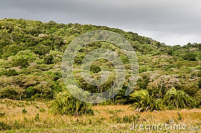 Isimangaliso wetland park forest vegetation. Garden route. South Africa. Stock Photo