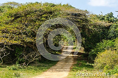 Isimangaliso wetland park. Garden route, South Africa. Stock Photo