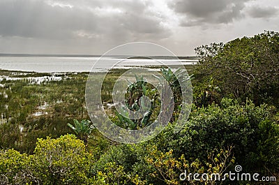 Isimangaliso wetland park, vegeattion. Garden route South Africa. Stock Photo