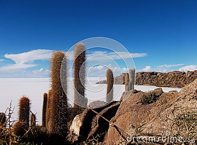 Isla de pescado cactus salar de uyuni in Bolivia Stock Photo