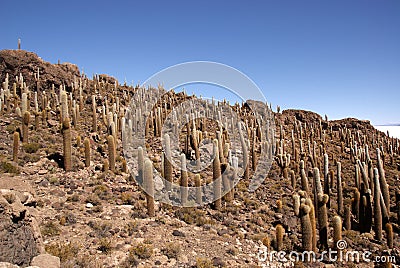 Isla del Pescado, Salar de Uyuni, Bolivia Stock Photo